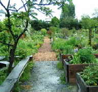 In the last twelve years the Strathcona Community Gardeners Society has done community development, park design and construction, organic agriculture education and wildlife habitat restoration on three and a half acres in the East End of Vancouver - this in addition to feeding a number of households, some of which have incomes so low they would be hungry without the food they grow.